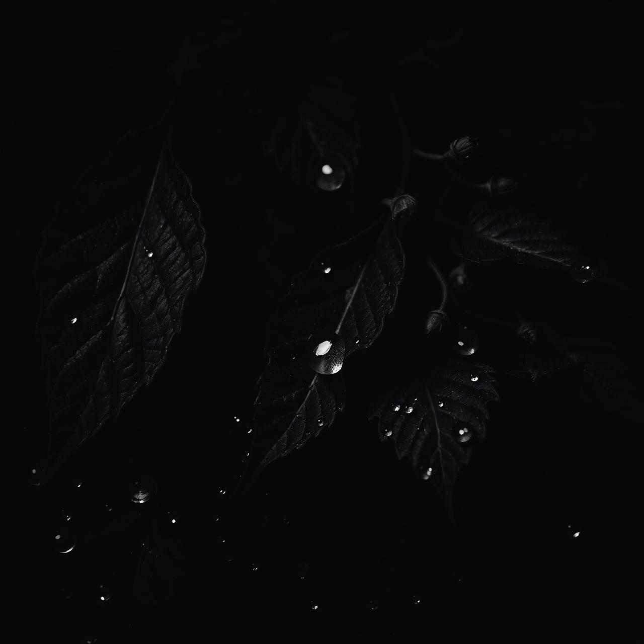 Dark botanicals with water droplets