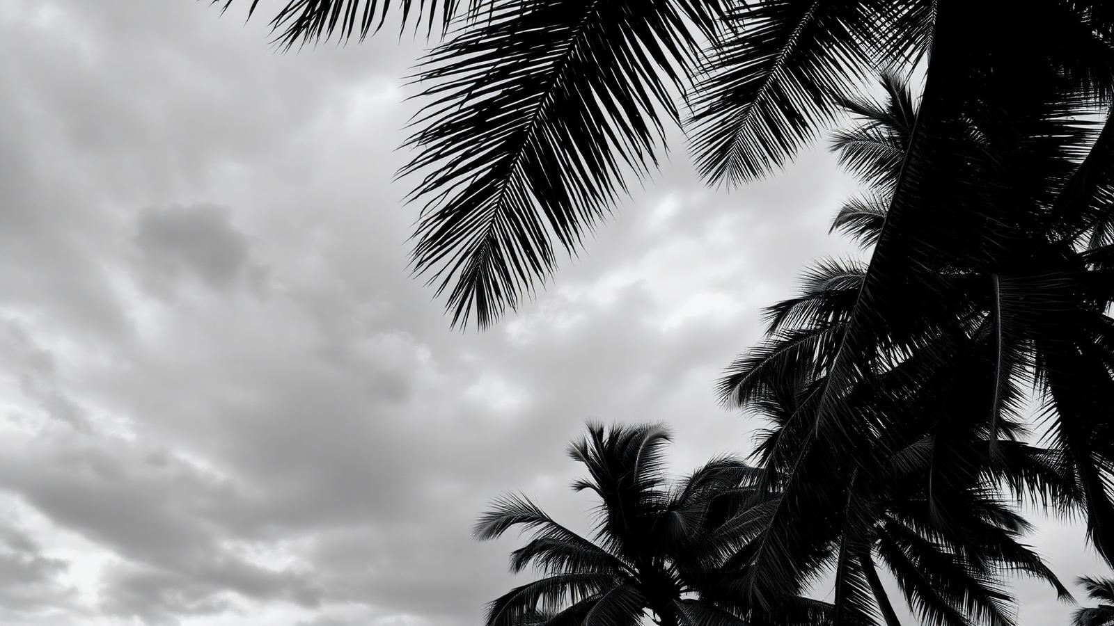 Palm fronds against a moody sky